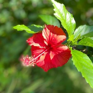 Meet your Posher, Jenifer